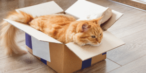 Removals Portsmouth UK