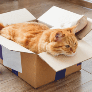 Removals Portsmouth UK