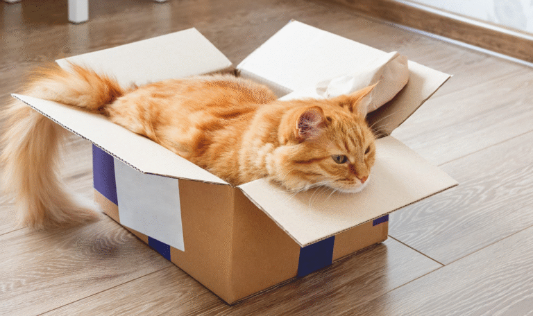Removals Portsmouth UK